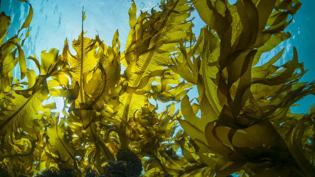 Algas Marinas: Tesoros del Océano en la Nutrición Humana y la  Sostenibilidad Ambiental – Nutricion y vida